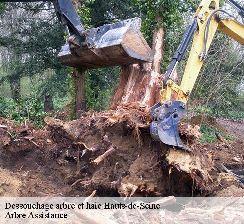 Dessouchage arbre et haie 92 Hauts-de-Seine  Arbre Assistance