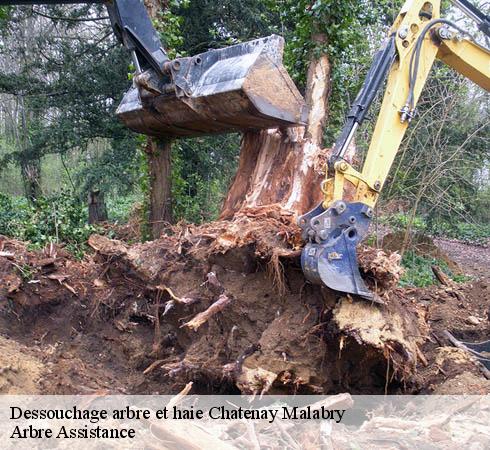 Dessouchage arbre et haie  chatenay-malabry-92290 Arbre Assistance