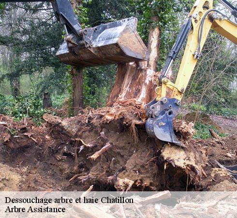 Dessouchage arbre et haie  chatillon-92320 Arbre Assistance